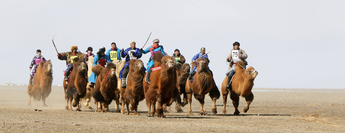 Тэмээний баяр